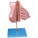 MAMMARY GLAND IN LACTATION